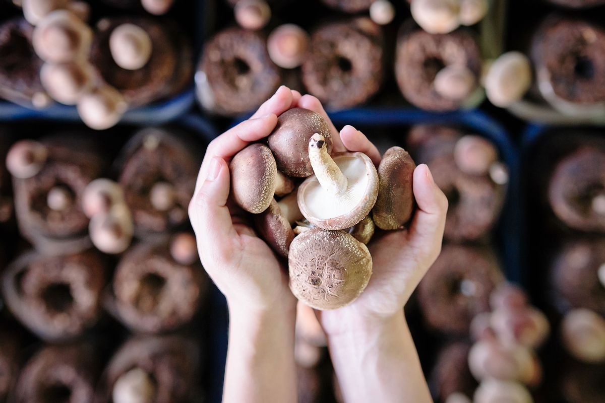 Hand holding mushrooms (Getty Images/Clover No.7 Photography)