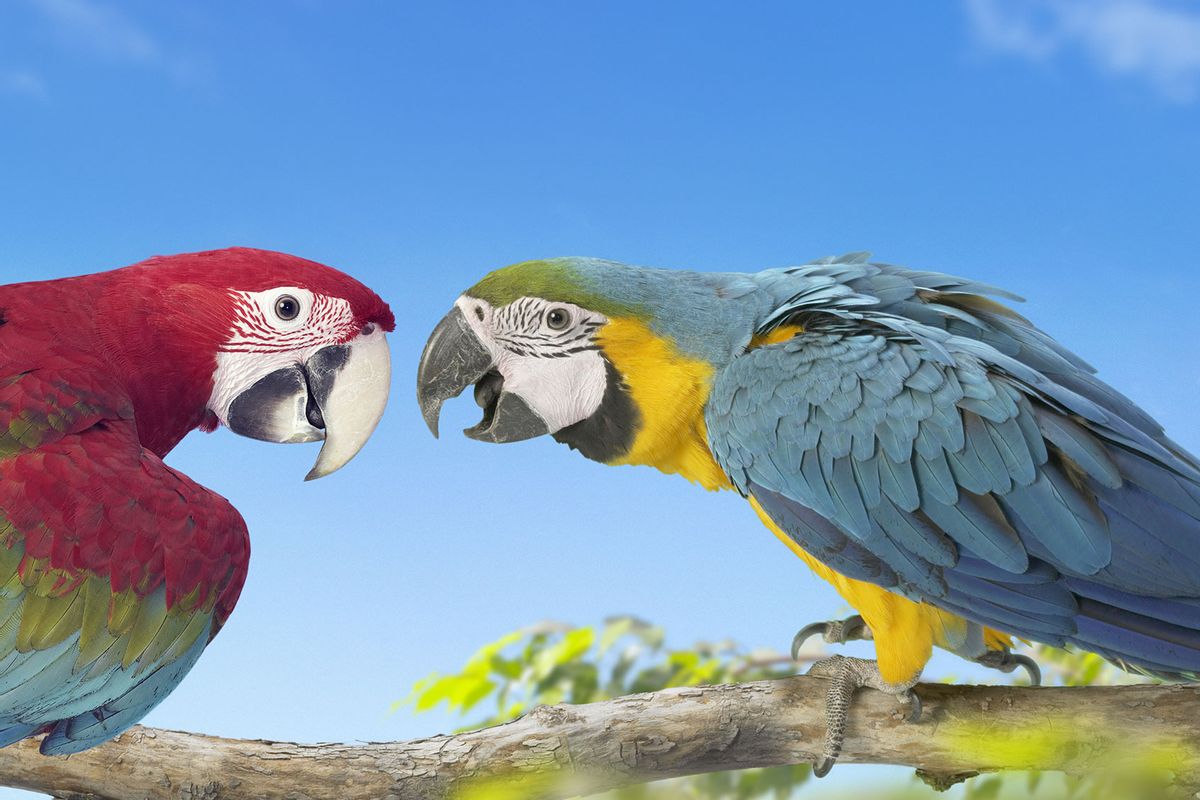 Two Macaws (Getty Images/Digital Zoo)