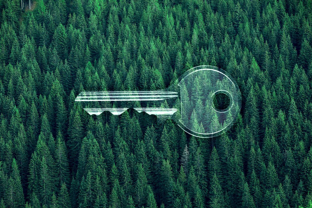 Pine Tree forest | Key (Photo illustration by Salon/Getty Images)