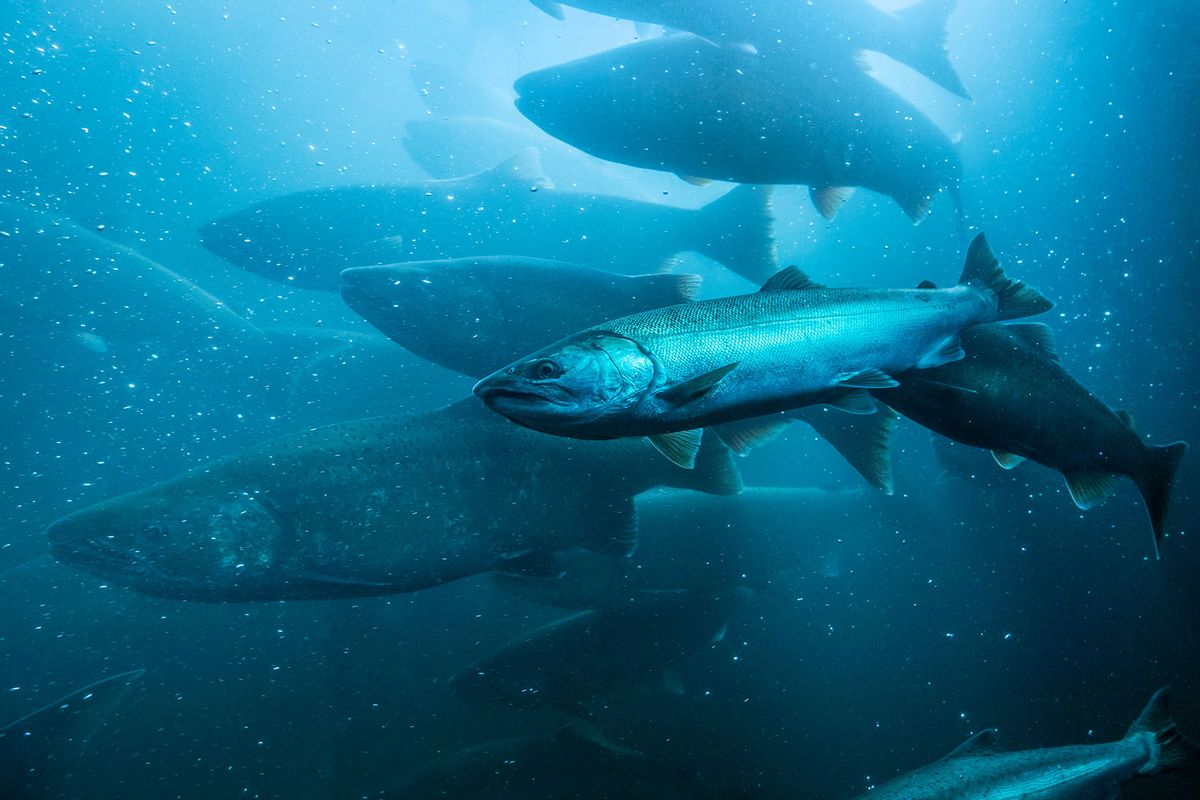 Wildlife in Greenland: Fish