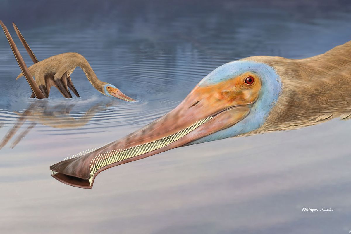 prehistoric bird with teeth