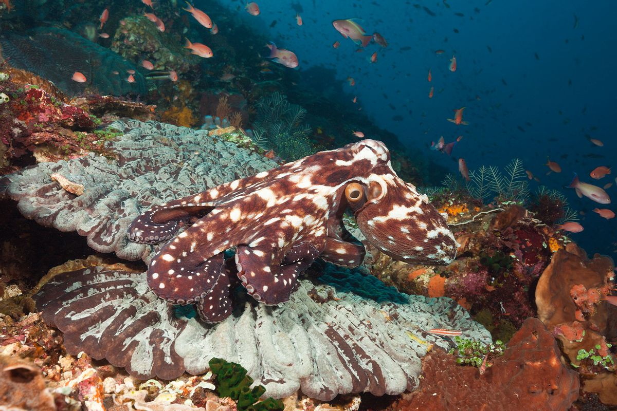Day Octopus, Octopus cyanea, Komodo National Park, Indonesia. (Prisma Bildagentur/Universal Images Group via Getty Images)