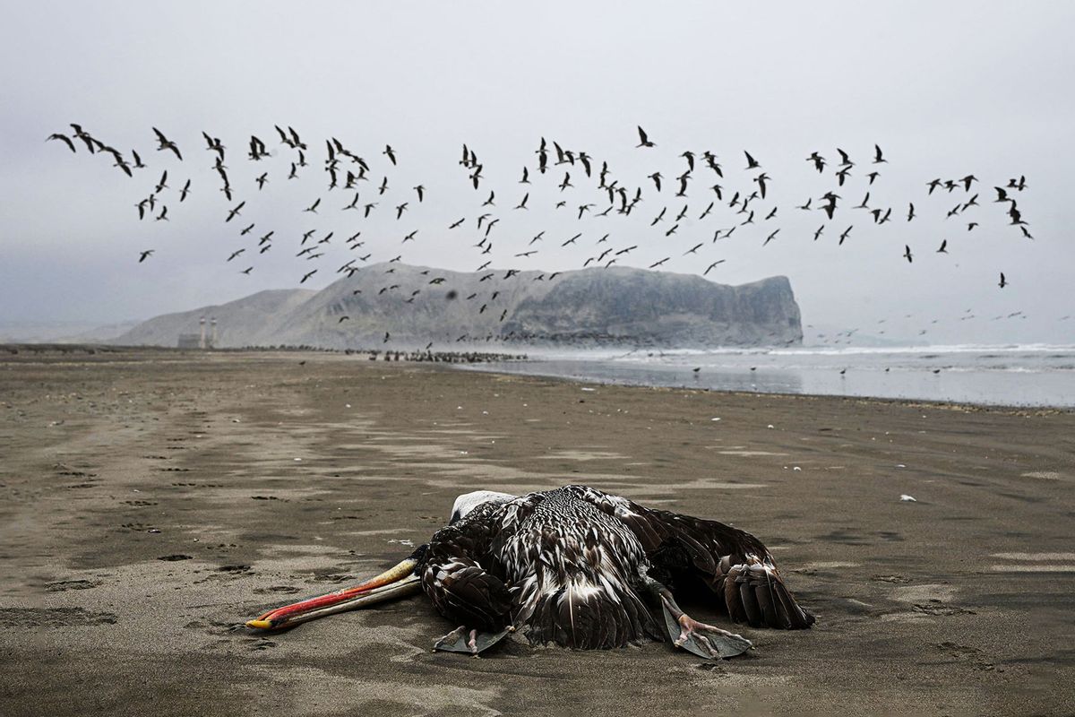 A pelican suspected to have died from H5N1 avian influenza is seen on a beach in Lima, on December 1, 2022. (ERNESTO BENAVIDES/AFP via Getty Images)