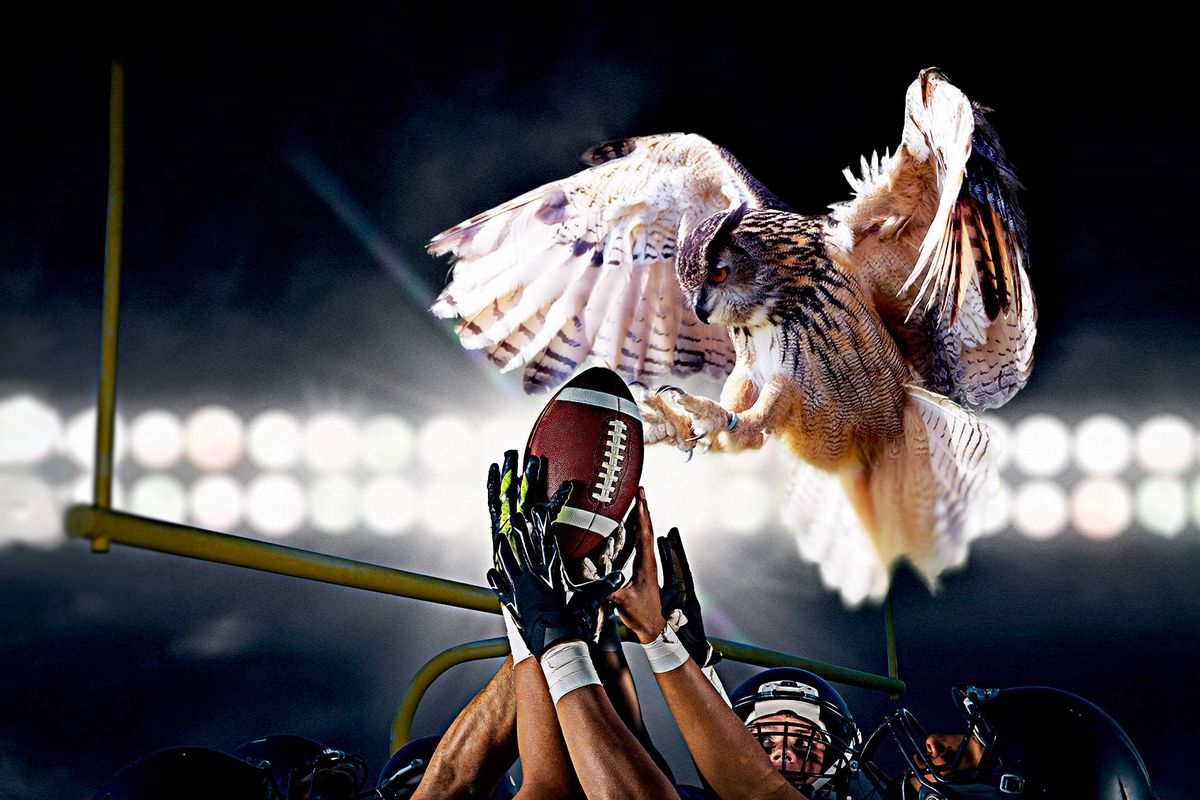 Superb Owl' takes flight: Social media filled with bird photos ahead of  56th Super Bowl in California