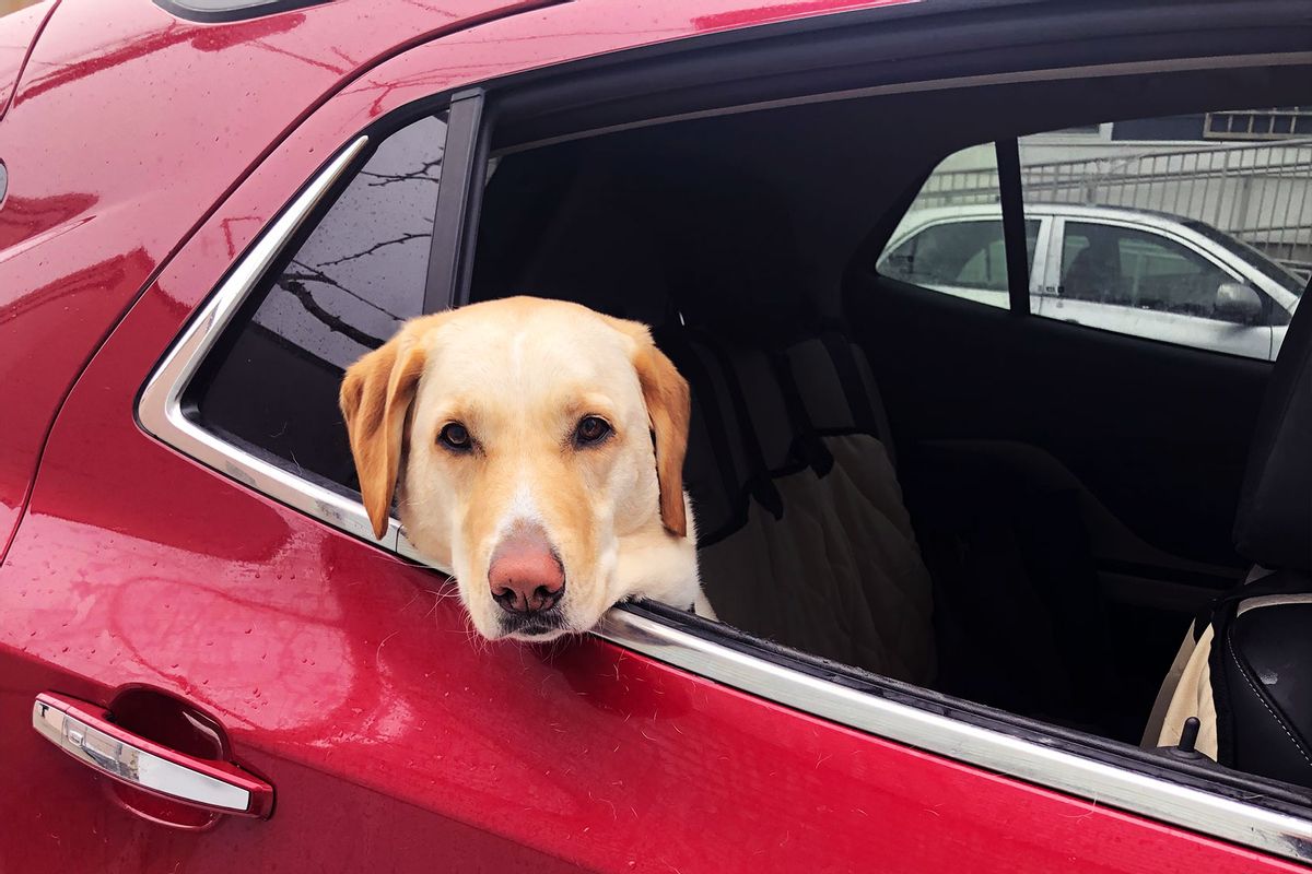 Author's dog, Beau, peeking out the car window (Photo courtesy of Author)