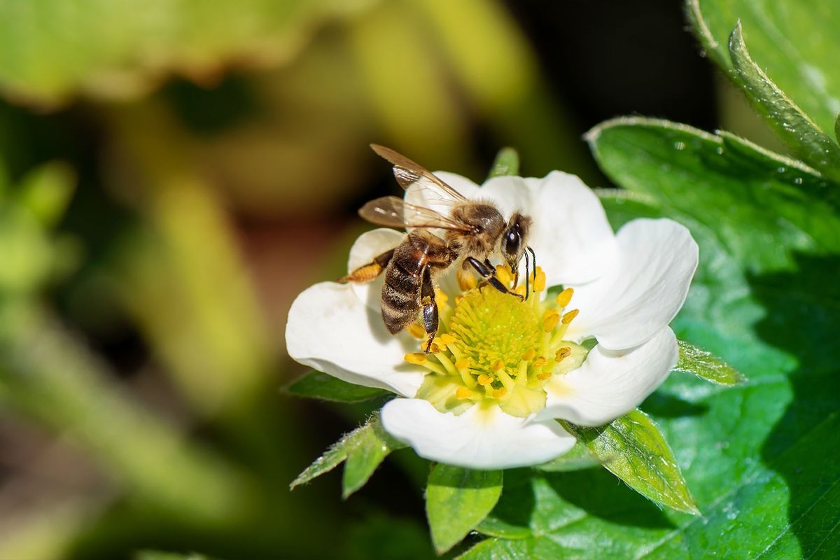Honey bee in a blooming strawberry flower (Getty Images/DevMarya)