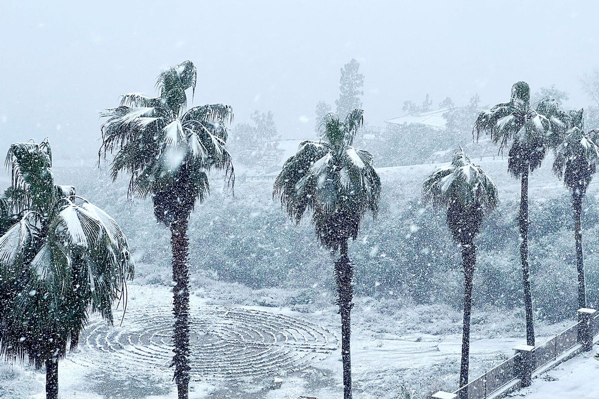 Heavy snow covers a line of palm trees near a home in Rancho Cucamonga, California, on February 25, 2023. (JOSH EDELSON/AFP via Getty Images)