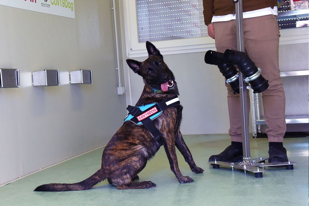 COVID Pawsitive: A Pilot Study Successfully Used Dogs To Sniff Out ...