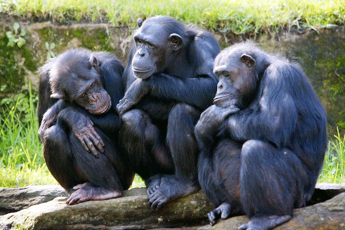 Three chimpanzees (ROB ELLIOTT/AFP via Getty Images)