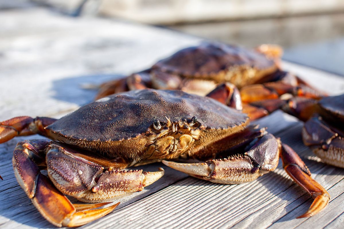 Dungeness crab on a dock (Getty Images/Ashley-Belle Burns)