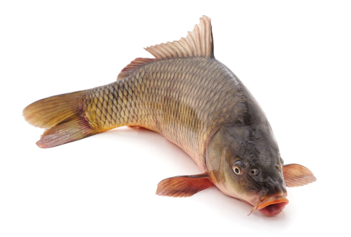 NextImg:Inside the race to build a $1.2 billion fish barricade