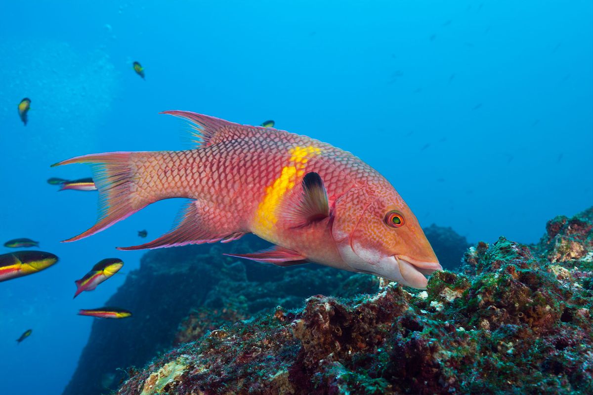 This fish changes its color like a chameleon. New research suggests it can “see” with its skin