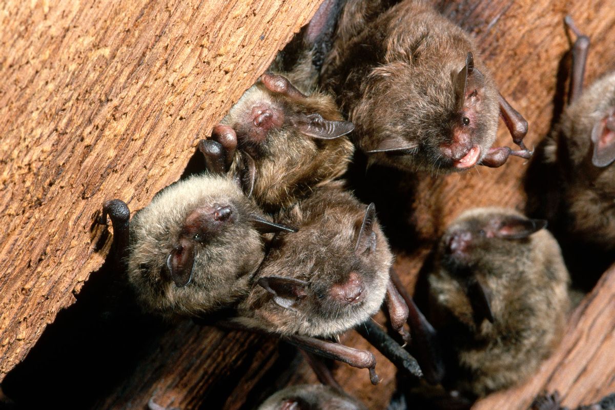 Colony of Little Brown Bats (Getty Images/Joe McDonald)