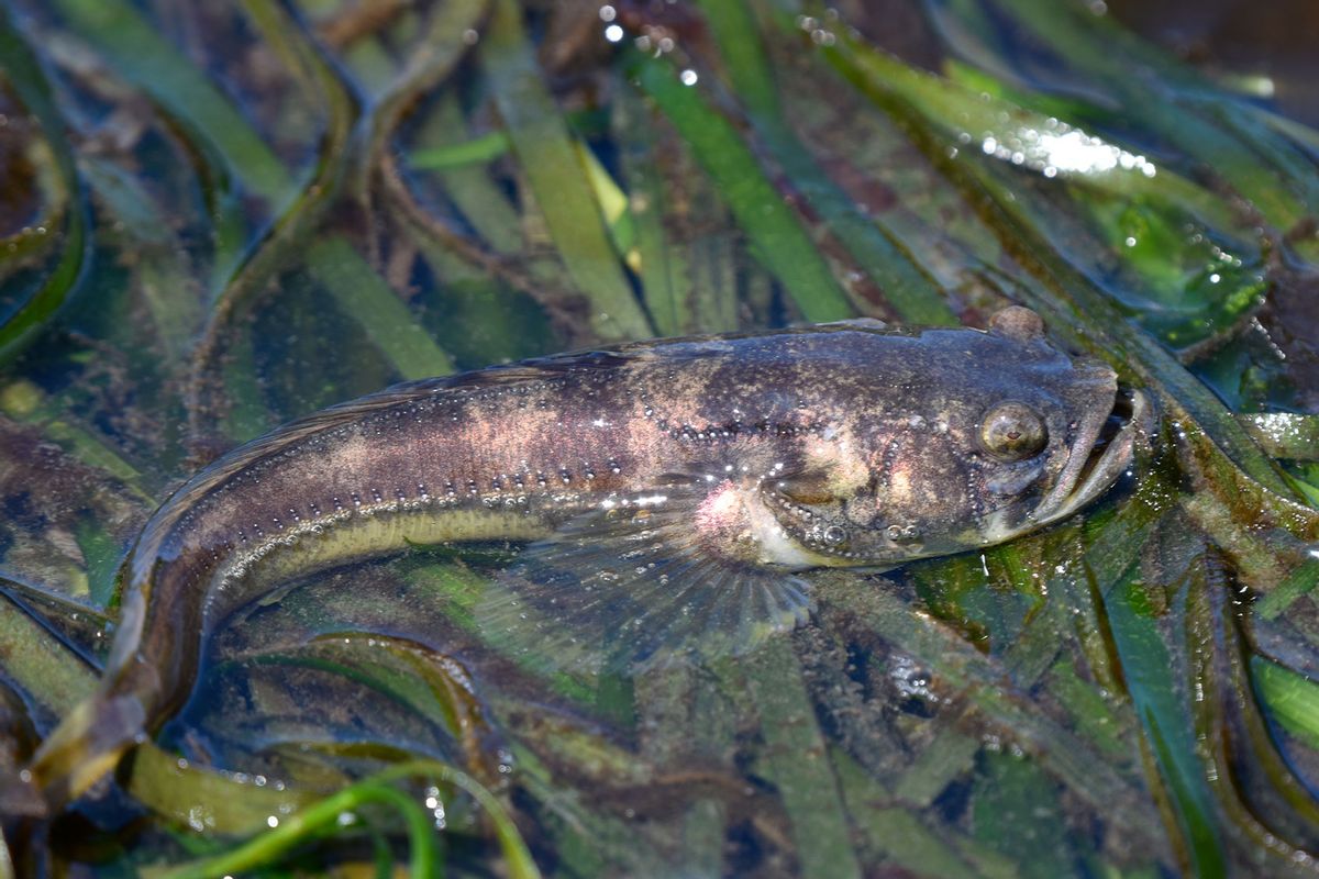 California’s “singing” fish have a surprising relationship with mammals, study finds