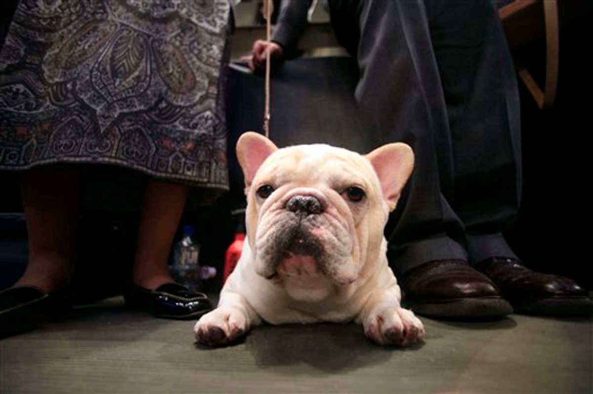 Tate, a 2-year-old French bulldog from Pennsburg, Pa., waits to compete in the wings during the 134th Westminster Kennel Club Dog Show, Monday, Feb. 15, 2010 in New York. There are 2,500 dogs competing at Madison Square Garden for best in show, to be presented Tuesday night. (AP Photo/Mary Altaffer) (AP)