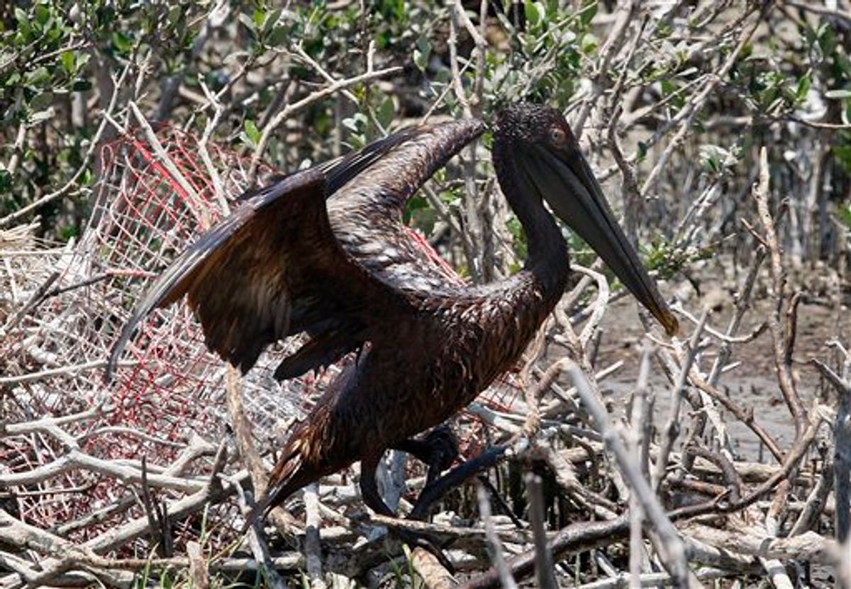 An oil-covered pelican flaps its wings on an island in Barataria Bay off the coast of Louisiana, Sunday, May 23, 2010. The island is home to hundreds of brown pelican nests as well at terns, gulls and roseate spoonbills and is being impacted by oil from the Deepwater Horizon Oil Spill. (AP Photo/Patrick Semansky) (AP)
