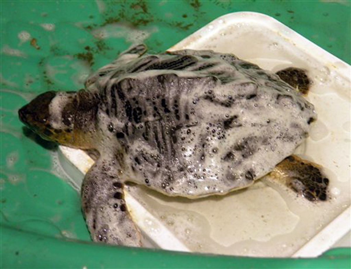 In this Tuesday May 18, 2010 photo provided by the Audubon Aquarium, the first sea turtle rescued from the Gulf of Mexico oil spill _ a baby Kemp's ridley _ lies, all soaped up, in its wading pool bathtub shortly after its arrival at the aquarium's Aquatics Center on New Orleans' west bank. The turtle was found about 35 miles from Venice, La., and was brought by boat and vehicle to New Orleans. (AP Photo/Audubon Nature Institute, Meghan Calhoun) NO SALES   (Meghan Calhoun)
