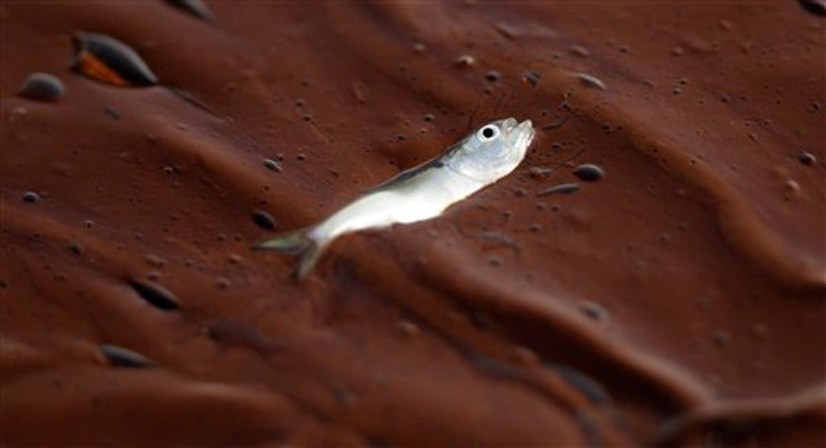 A small dead fish floats on a pool of oil at Bay Long off the coast of Louisiana Sunday, June 6, 2010. Oil from the Deepwater Horizon spill continued to move inland along several gulf states. (AP Photo/Charlie Riedel) (AP)