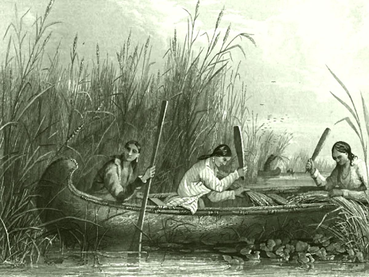 19th century Native American women harvesting wild rice in the traditional manner.

