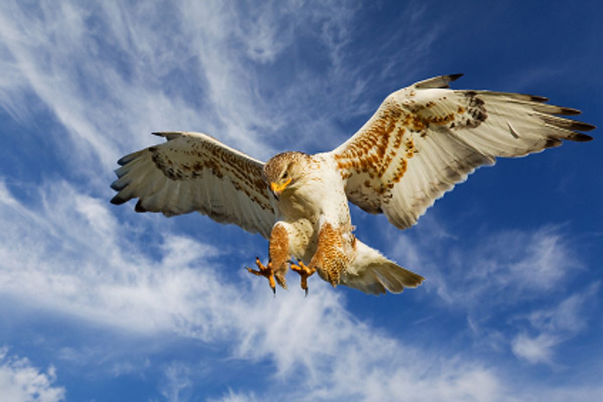 Large Ferruginous Hawk in attack mode with blue sky (Photographer:s Mcsweeny)