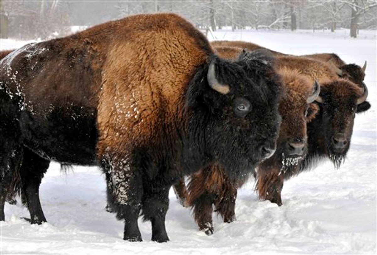In a photo made Friday, Dec. 24, 2010 bison brave the winter elements on the Ed Eichten family farm near Center City, Minn. Despite growing consumer demand for bison meat which has sent prices soaring, Eichten said he doesn't see the boom slowing down. Bull at left weights about 2200 pounds and is between seven and eight-years-old. (AP Photo/Jim Mone) (AP)
