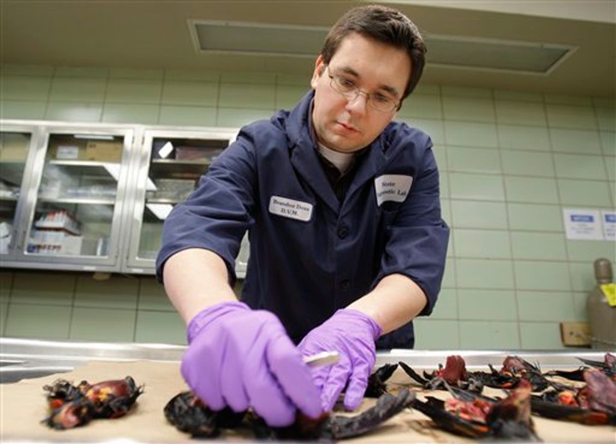 Assistant State Veterinarian Dr. Brandon Doss examines dead red-winged blackbirds at the Arkansas Livestock and Poultry Commission Diagnostic Laboratory in Little Rock, Ark., Monday, Jan. 3, 2011. Scientists are investigating whether bad weather, fireworks or poison might have forced more than 3,000 red-winged blackbirds out of the sky, or if a disoriented bird simply led the flock into the ground. (AP Photo/Danny Johnston) (AP)