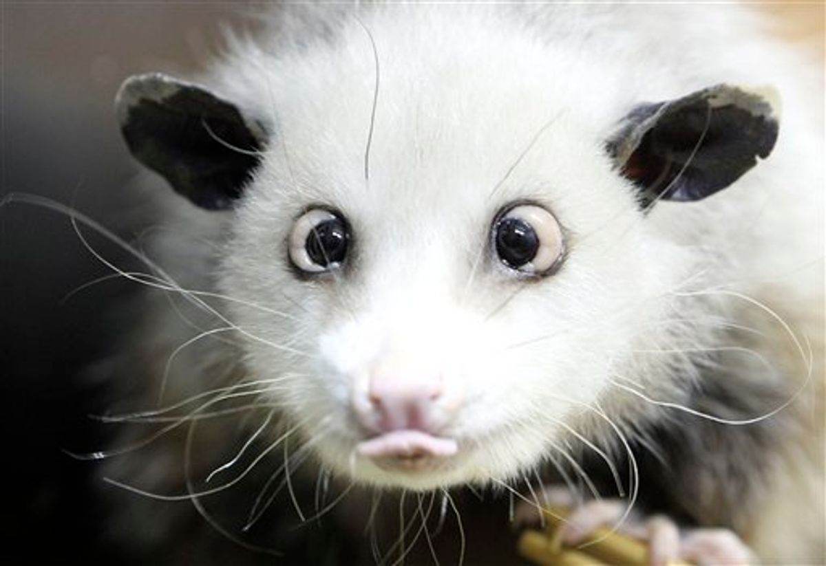 FILE - In this Dec. 15, 2010 file photo, a cross-eyed opossum (didelphis) called Heidi sits in her interim enclosure, in the zoo in Leipzig, Germany. Heidi the cross-eyed opossum is the latest creature to rocket from Germany's front pages to international recognition, capturing the world's imagination with her bright, black eyes turned toward her pointed pink nose. (AP Photo/dapd, Sebastian Willnow, File) (AP)