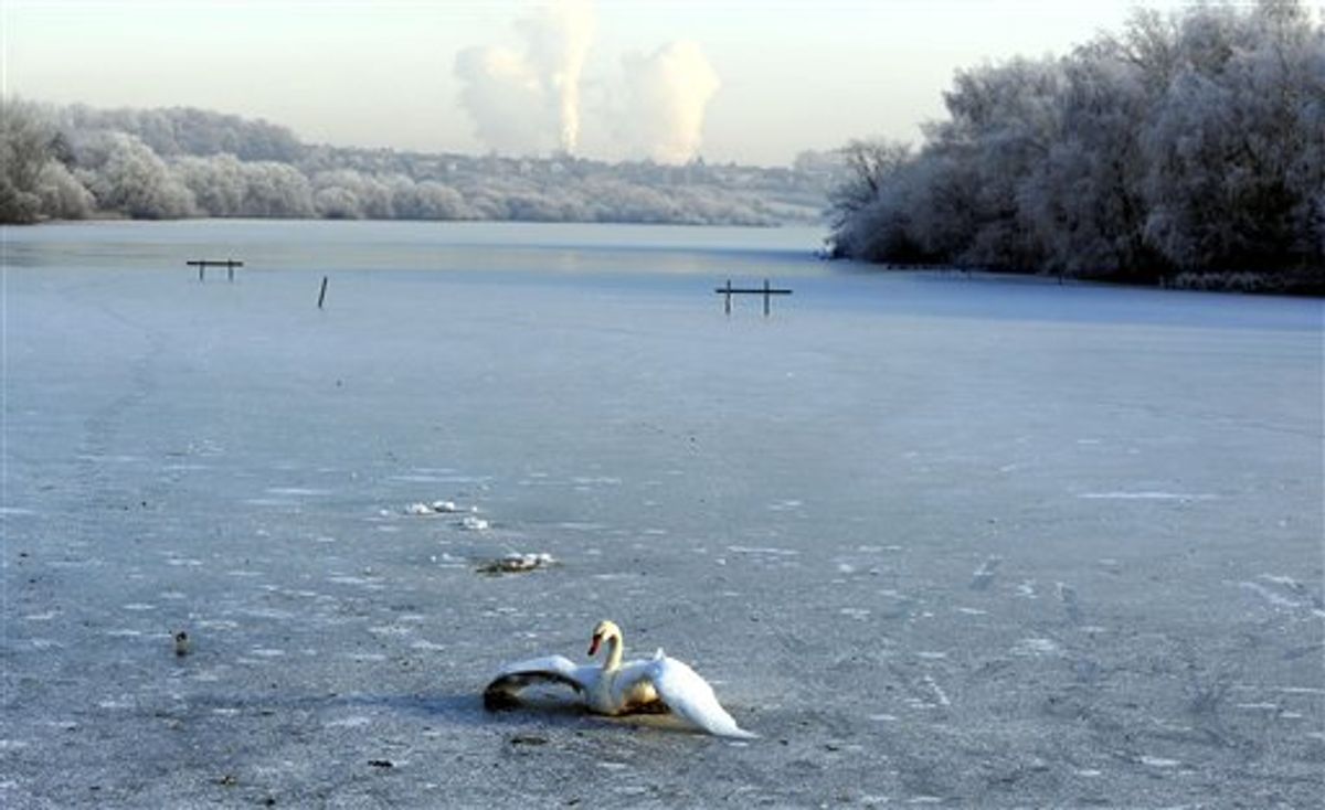 A swan tries to break free of the ice on the frozen lake at the Fairburn Ings Bird Sanctuary near Castleford, England, Tuesday Dec. 21, 2010, as the deep freeze in the Britain continues. Major delays and cancellations persisted at European airports including London's Heathrow, and on the Eurostar train link, leaving thousands stranded across Europe as Christmas approached. Predicted snowfall at Heathrow did not materialize overnight, allowing cleanup crews to intensify their work, but more than half the flights at Europe's busiest international hub were expected to be cancelled.(AP Photo/John Giles-pa)  UNITED KINGDOM OUT: NO SALES: NO ARCHIVE: (AP)