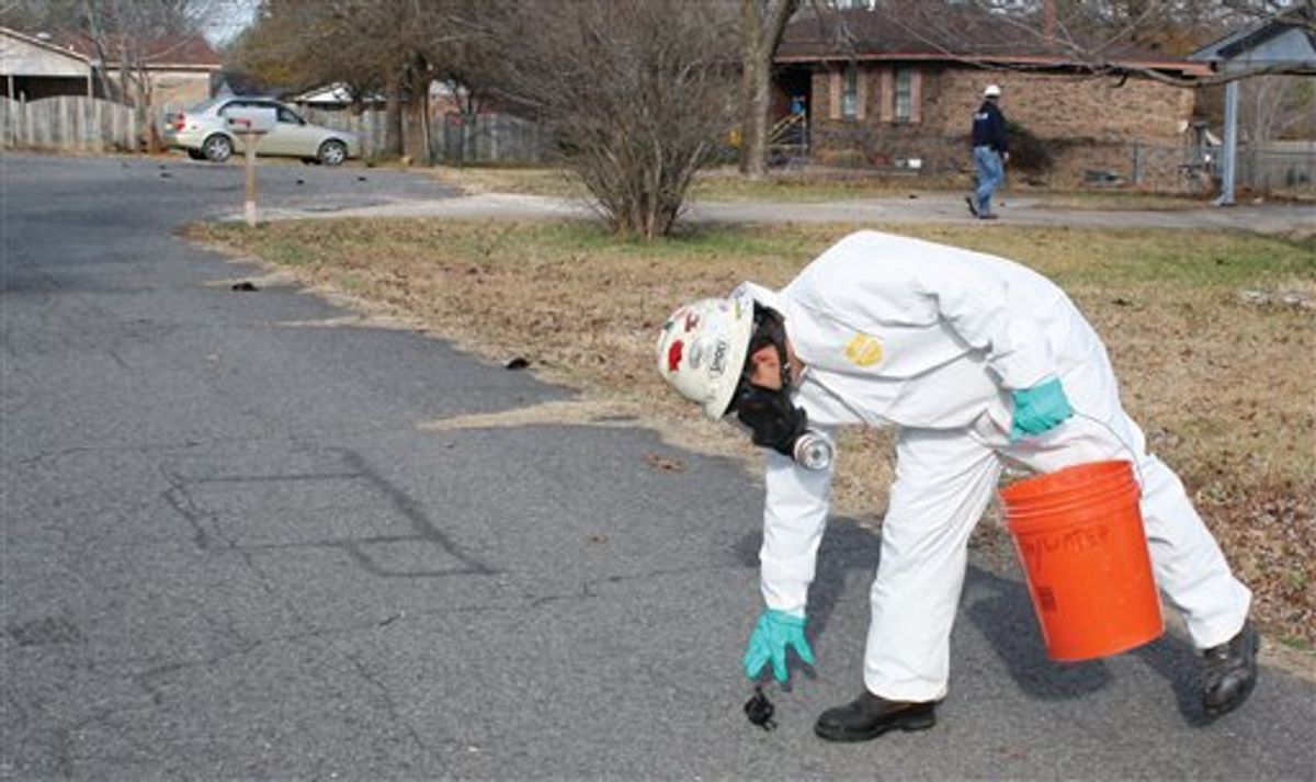 A worker with U.S. Environmental Services, a private contractor, picks up a dead bird in Beebe, Ark. on Saturday, Jan. 1, 2011 as more can be seen on the street behind him. The Arkansas Game and Fish Commission said Saturday more than 1,000 dead black birds fell from the sky in Beebe. The agency said its enforcement officers began receiving reports about the dead birds about 11:30 p.m. Friday. (AP Photo/The Daily Citizen, Warren Watkins) RETRANSMISSION FOR LARGER FILE (AP)