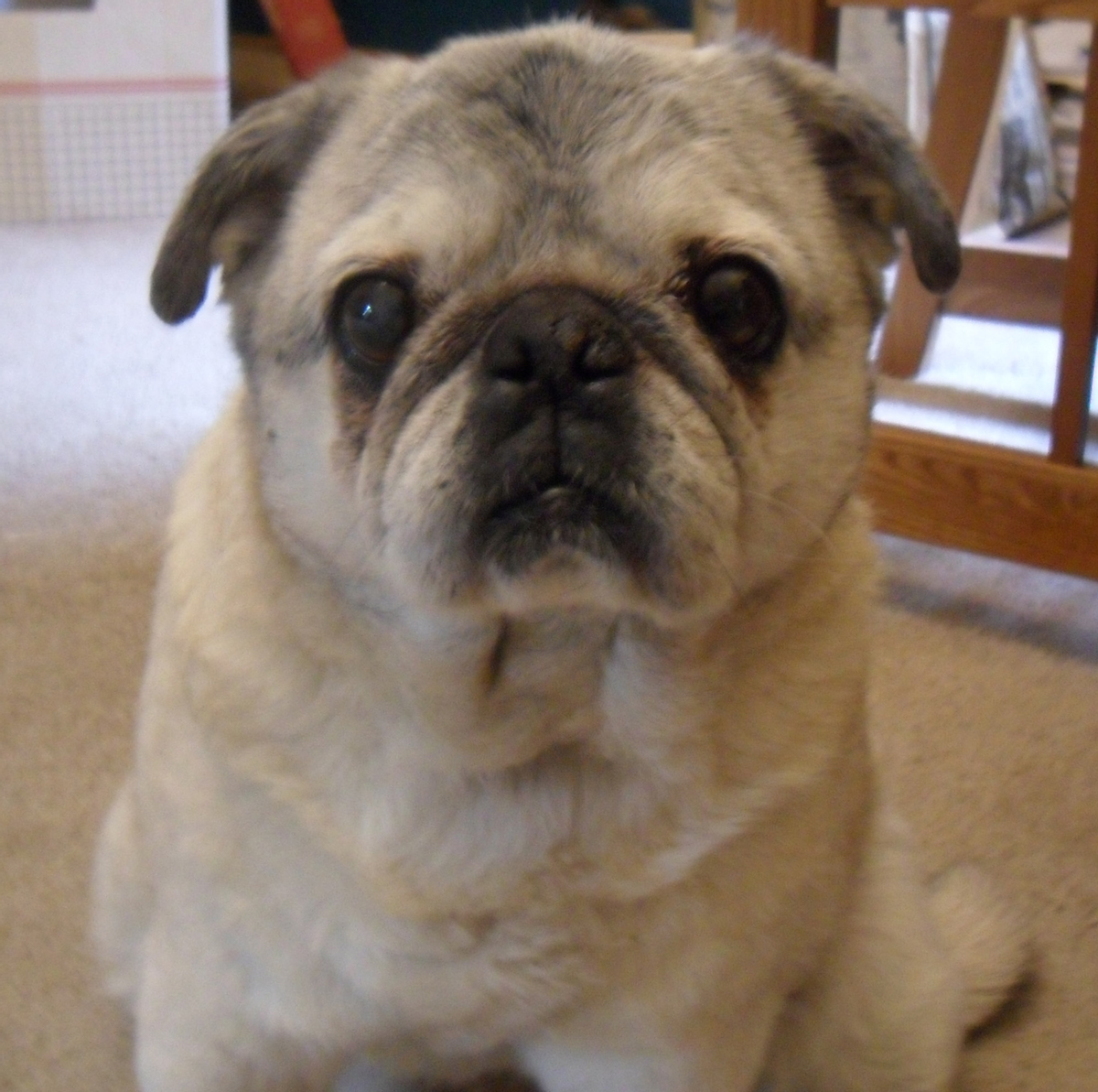 The author's 15-year-old pug, Belle