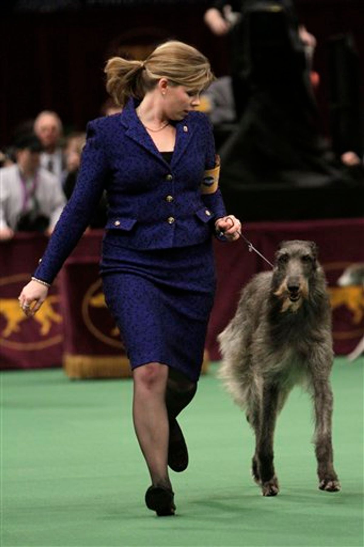 Scottish deerhound Foxcliffe Hickory Wind is led in the ring during competition at the 135th Westminster Kennel Club Dog Show on Monday, Feb. 14, 2011, at Madison Square Garden in New York. The dog won the hound division. (AP Photo/Mary Altaffer) (AP)