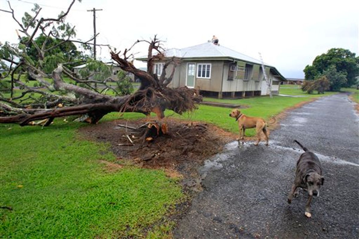 A man works to repair damage to the roof of his house while his dogs inspect a fallen tree in Kamma, Australia, Thursday, Feb. 3, 2011, after Cyclone Yasi brought heavy rain and howling winds gusting to 186 mph (300 kph). The massive cyclone struck northeastern Australia early Thursday, tearing off roofs, toppling trees and cutting electricity to more than 170,000 people, the most powerful storm to hit the area in nearly a century. (AP Photo/Rick Rycroft)  (AP)