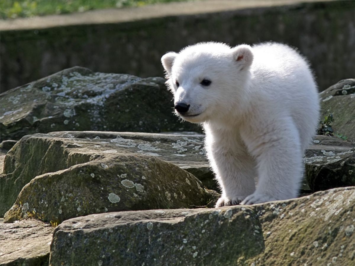 A young Knut during his debut at the Berlin Zoo on March 23, 2007