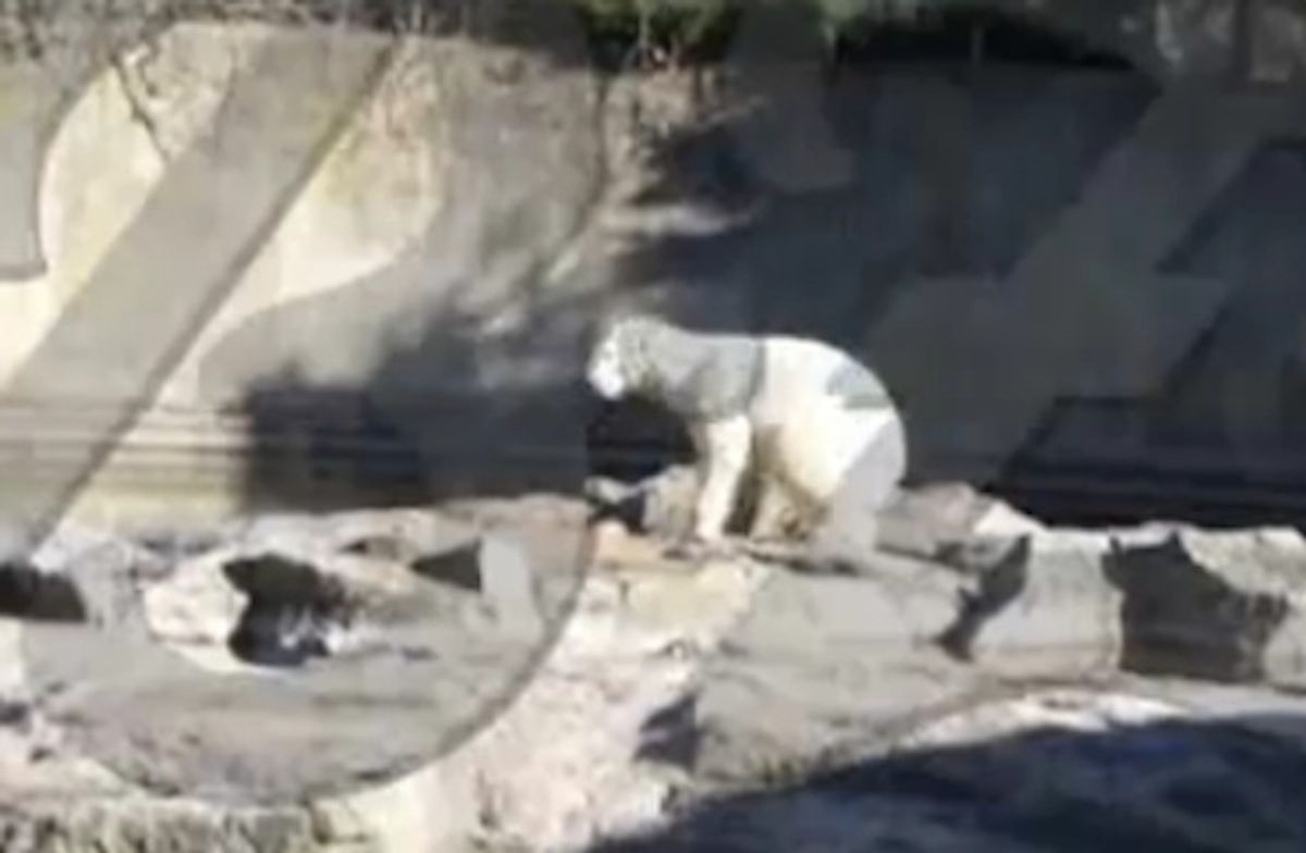 Disturbing footage of Knut's death.