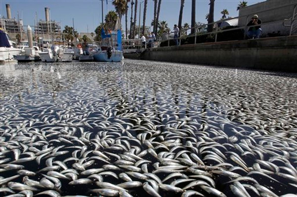 Dead fish float in the King Harbor area of Redondo Beach, south of Los Angeles, Tuesday, March 8, 2011. An estimated million fish turned up dead on Tuesday, puzzling authorities and triggering a cleanup effort. (AP Photo/Alex Gallardo) (AP)