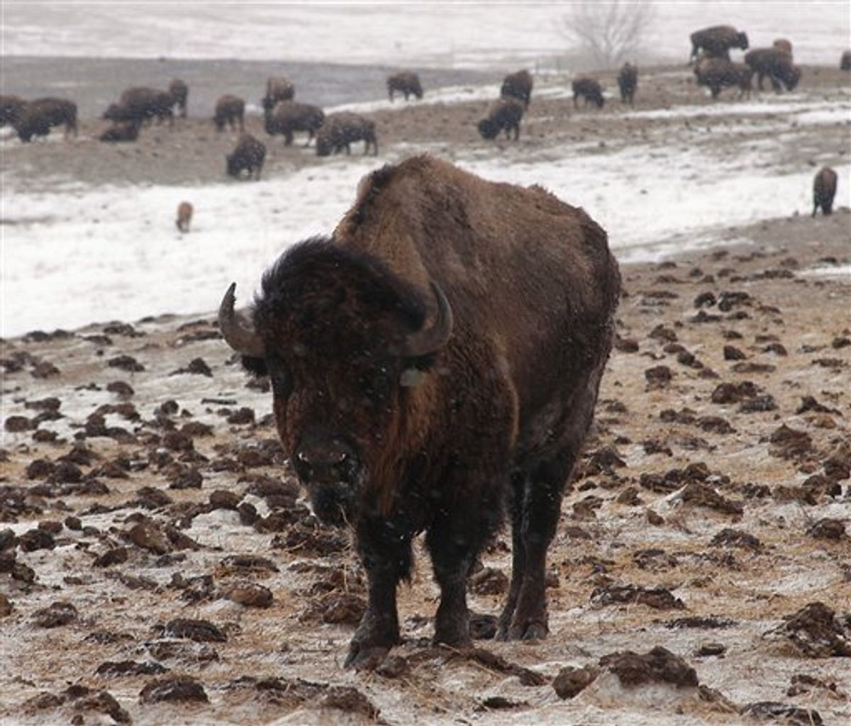 In this Feb. 19, 2011, photo a bison graze in a snow covered pasture at the Wilder buffalo ranch near McLaughlin, S.D.  Corson County, which ordered the animals into the sheriff's care, has spent more than $50,000 providing feed and plowing roads at the ranch, which straddles the North Dakota-South Dakota border. (AP Photo/Doug Dreyer)  (AP)