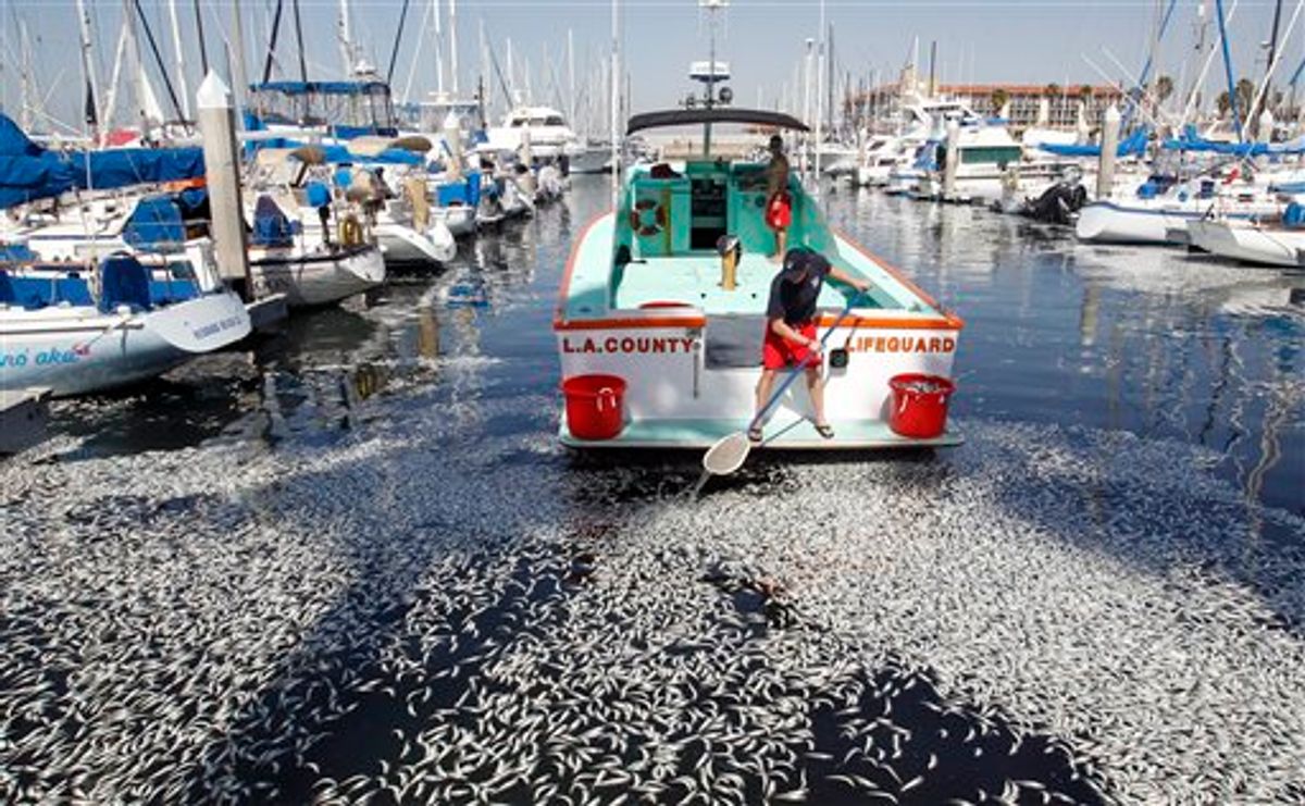A Los Angeles County lifeguard scoops up dead fish in the King Harbor area of Redondo Beach, south of Los Angeles, Tuesday, March 8, 2011. An estimated million fish turned up dead on Tuesday, puzzling authorities and triggering a cleanup effort. (AP Photo/Alex Gallardo) (AP)