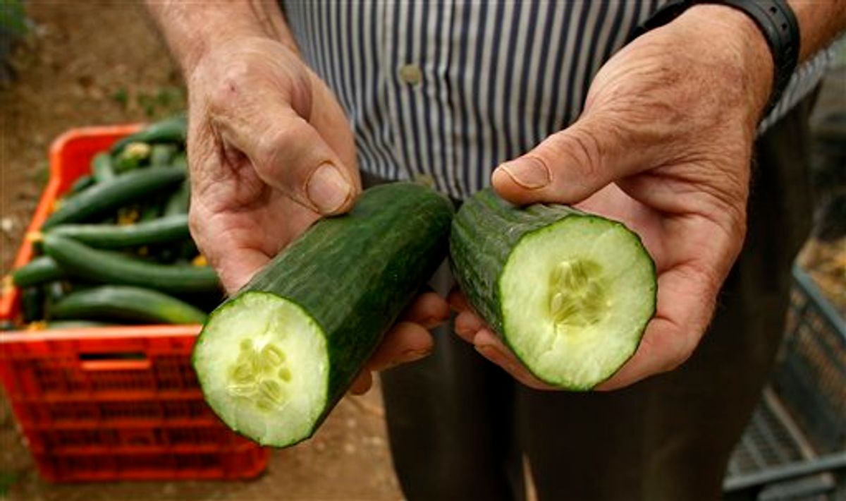 A farm worker shows a cucumber cut in half in a greenhouse in Algarrobo, near Malaga, southern Spain, on Tuesday, May 31, 2011. Angry Spanish farmers whose produce has been cited as a possible source of the deadly bacterial infection in Europe are watching in despair as machines grind their suddenly unwanted fruit and vegetables into compost and are particularly livid with Germany. Spanish agriculture associations accuse German officials of being trigger-happy in singling out two Spanish farm produce companies as sources of cucumbers tainted with E. coli before ascertaining if the vegetables were contaminated before leaving Spain or along the transport chain or while being handled in Germany itself.  (AP Photo/Sergio Torres) (AP)