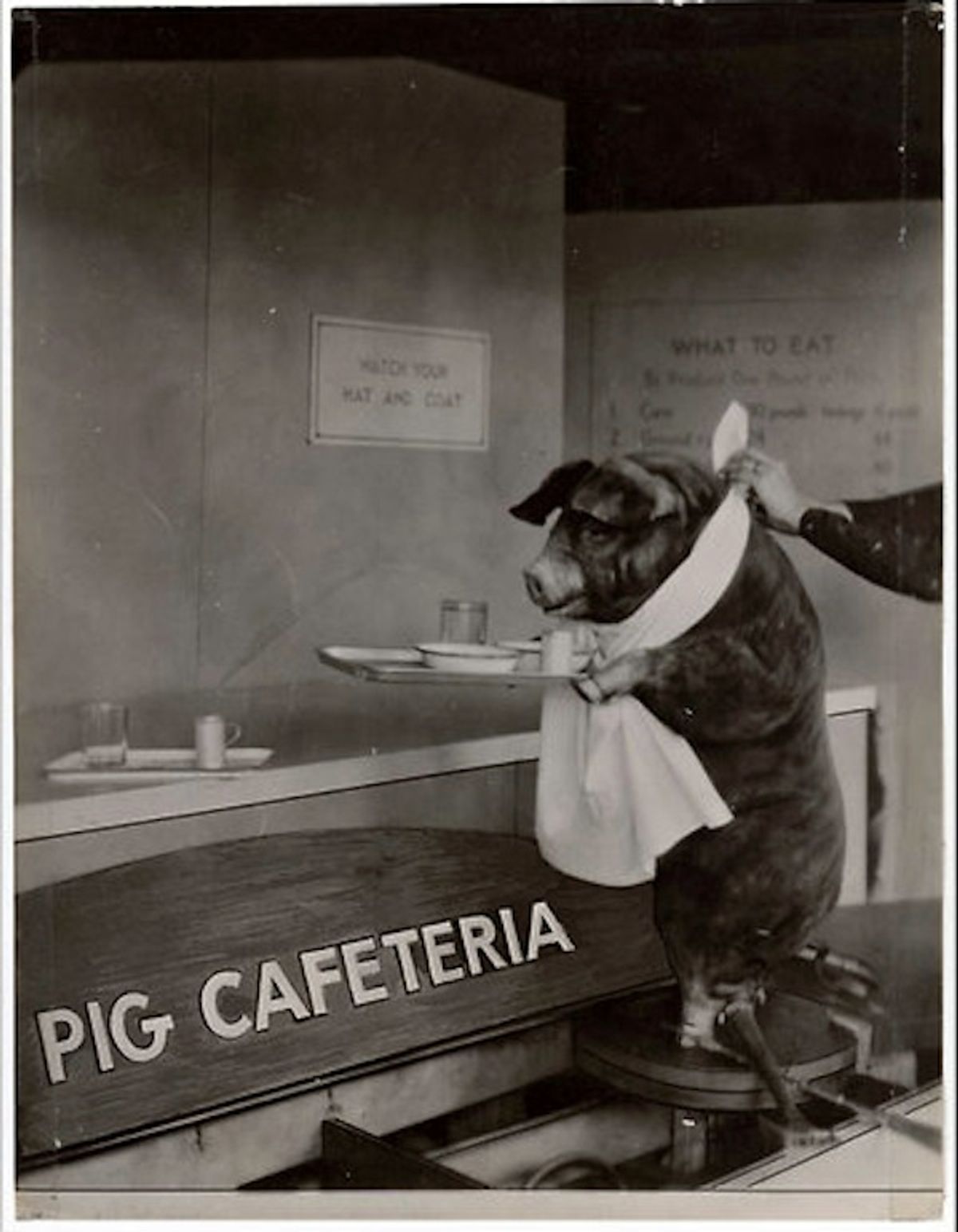 Government's attempts to explain healthy pig diet through motivational poster goes awry. 