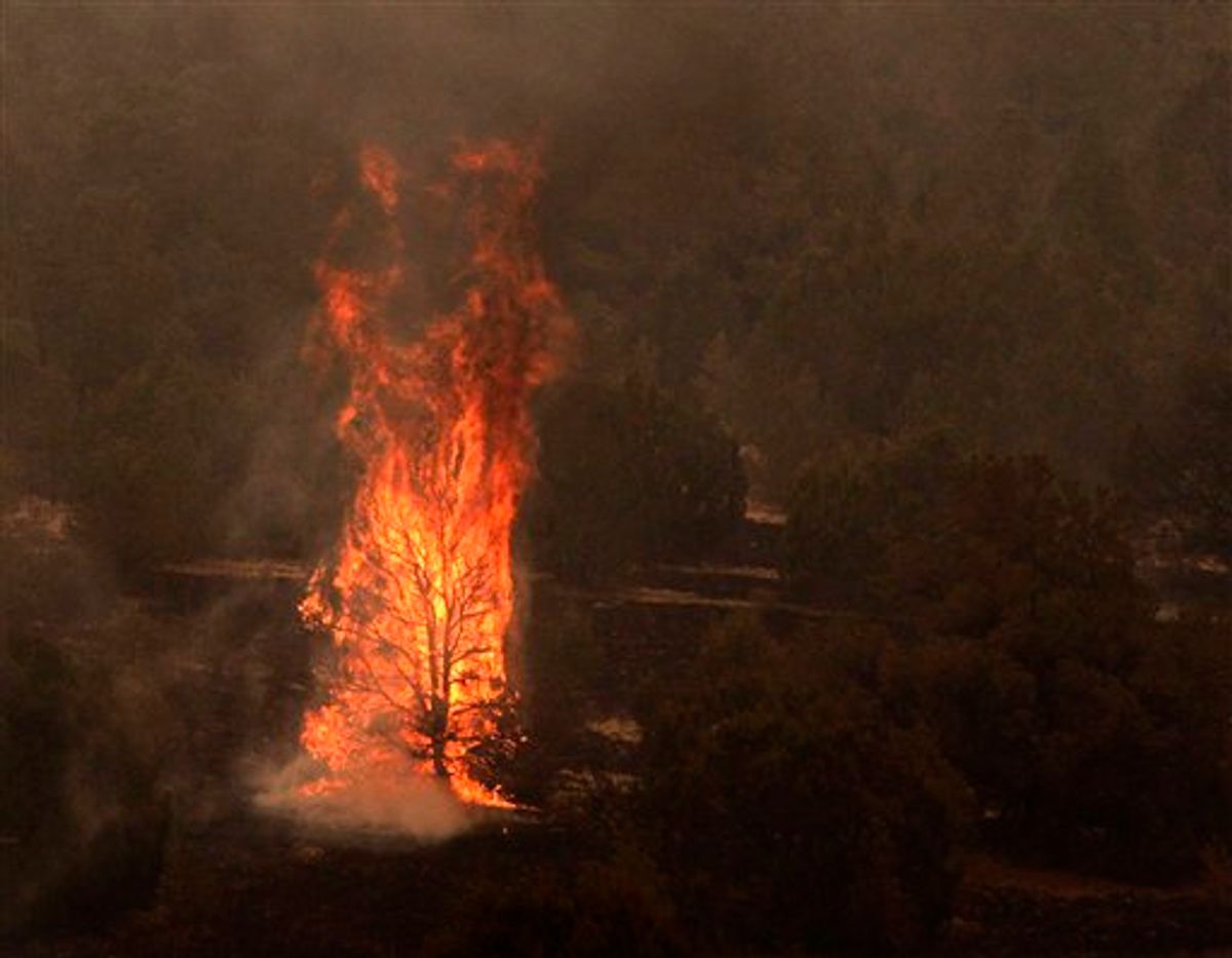 A tree burns during the Wallow fire in the Apache-Sitgreaves National Forest near Springerville, Ariz., Tuesday, June 7, 2011. Officials say the blaze has already burned 486 square miles and winds have been driving the flames 5 to 8 miles a day since the fire began a week ago. (AP Photo/Jae C. Hong)  (AP)