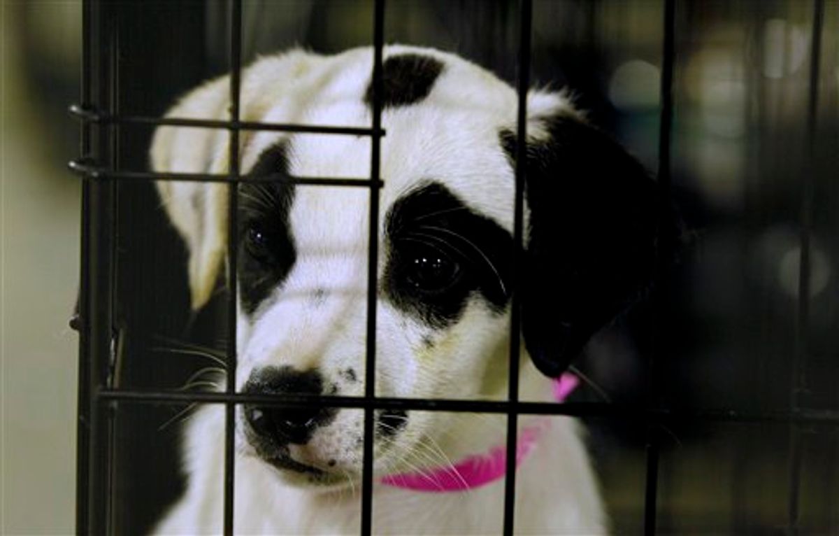In this photo taken Tuesday, June 14, 2011, a puppy looks out of its cage at a shelter in Joplin, Mo. More than three weeks after an EF5 tornado ripped through Joplin, nearly 900 dogs and cats remain sheltered at the Humane Society, most of them unlikely to ever be reunited with their owners. (AP Photo/Charlie Riedel) (AP)