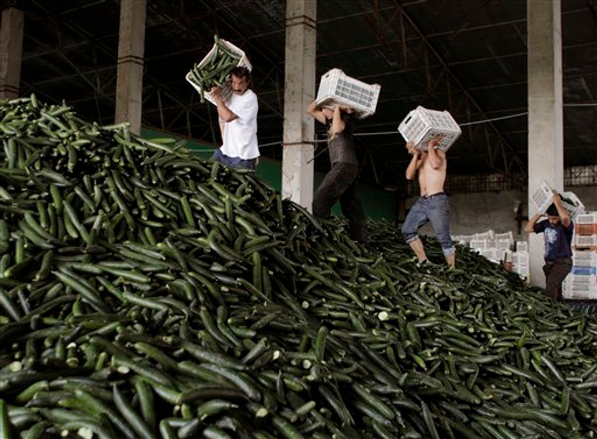 Men carry cucumbers collected for destruction at a greenhouse compound outside Bucharest, Romania, Monday, June 6, 2011. Producers destroyed thousands of tons of cucumbers over the past two days, according to local media, after their production was either turned back from exports or refused for sale by supermarkets in Romania for fear of E. coli bacteria contamination. The current crisis is the deadliest known E. coli outbreak, killing at least 22 people and sickening more than 2,300 across Europe. (AP Photo/Vadim Ghirda) (AP)