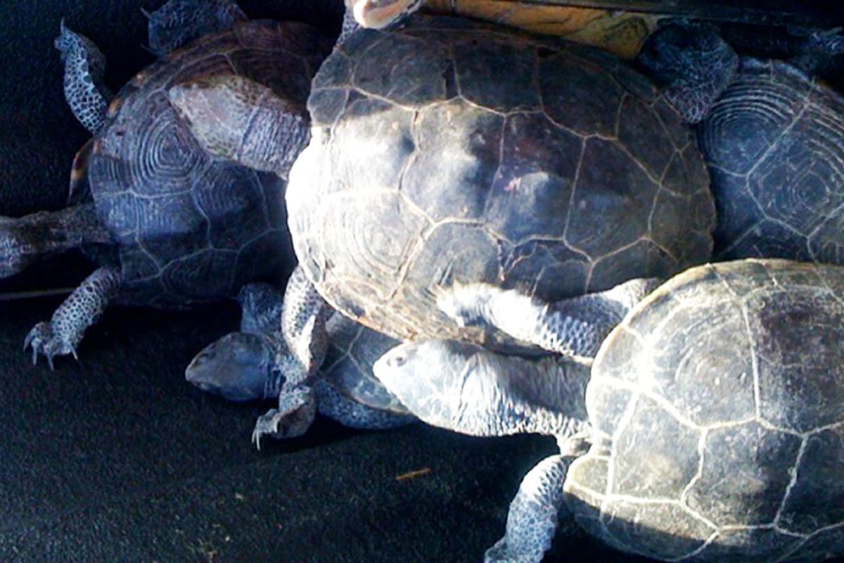 The turtles captured at New York's Kennedy Airport on Wednesday.