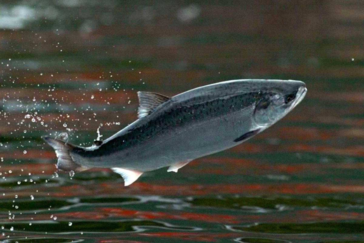  A salmon jumps for food pellets at a salmon farm in Chacabuco, Chile.        (Reuters/Carlos Barria)