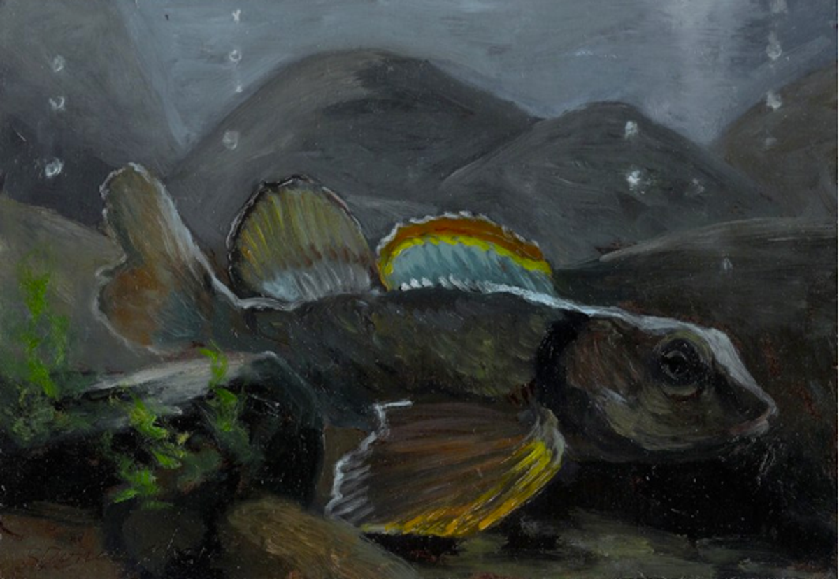  "Variagate Darter 2," a painting from an exhibition, sponsored by the Mountain Institute, called <a href="http://web.me.com/paynestake/Homage_to_Dunkard_Creek/Reflections_Gallery.html#0">“Reflections: Homage to Dunkard Creek”</a> that
commemorates the dozens of species that died in the river kill.    
