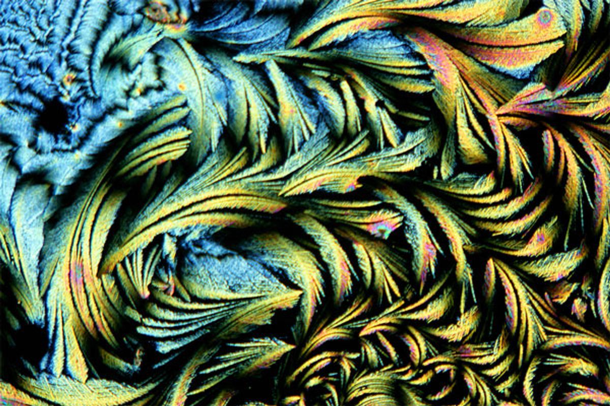 Spike Walker, "Quinidine Crystals," 2006. Polarised light micrograph.       (Spike Walker, Wellcome Images, London)