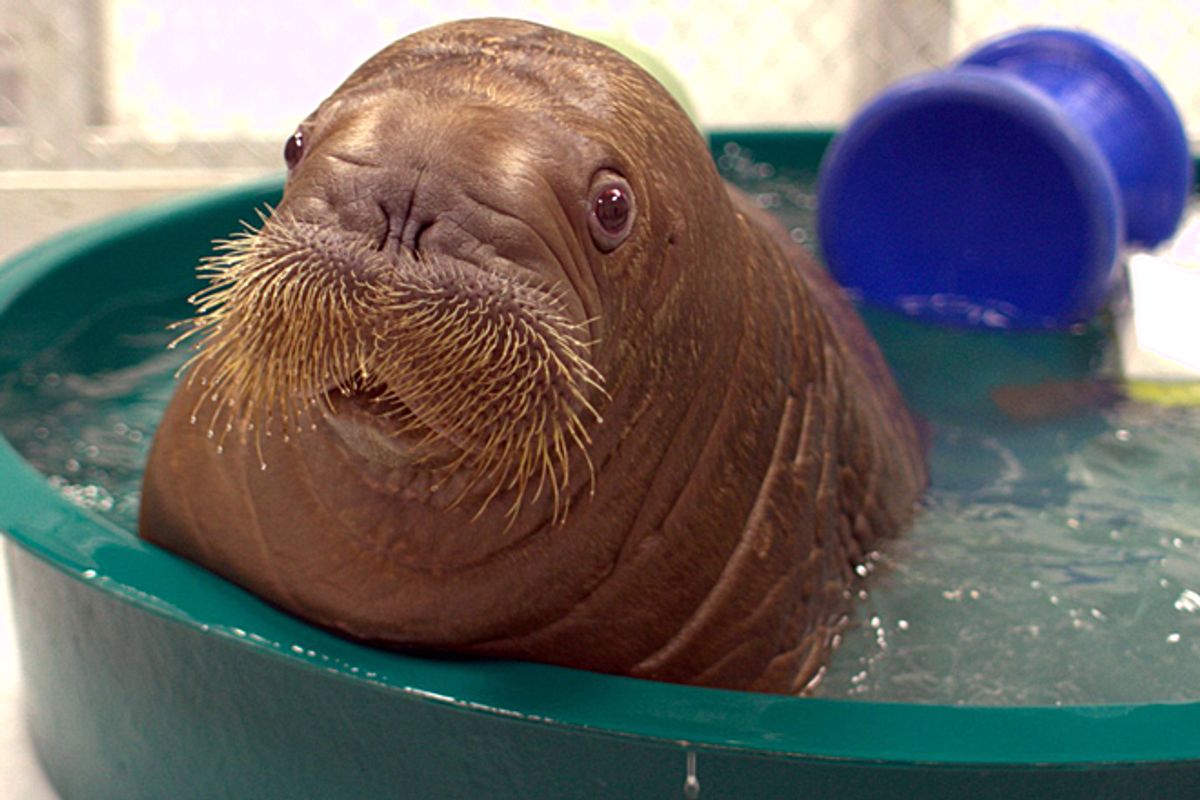 Orphaned walrus calf Mitik, who arrived at the New York Aquarium in October        (AP)