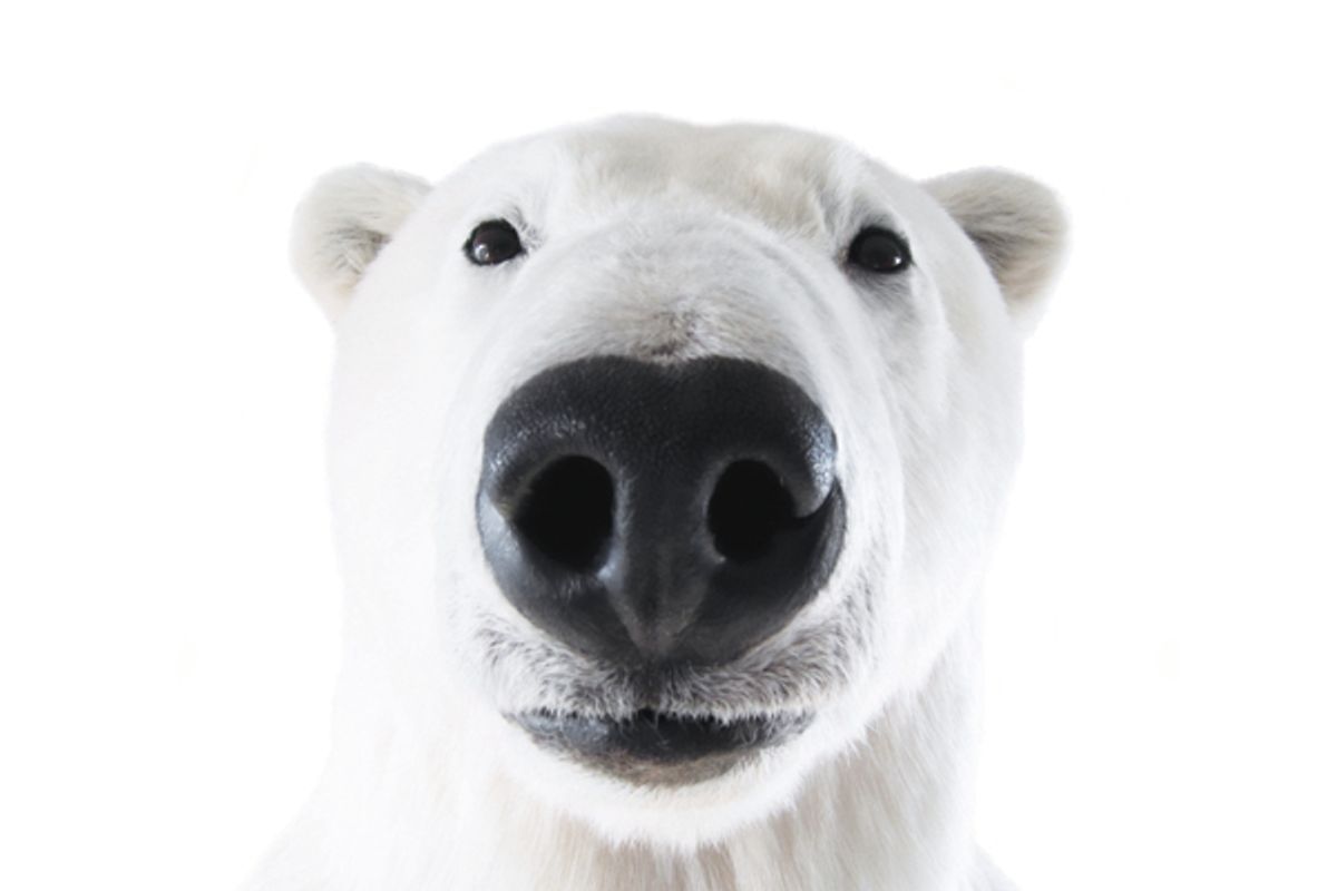 Polar Bears: Species Facts, Info & More