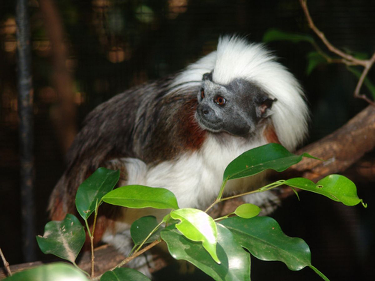 Tamarind monkey  