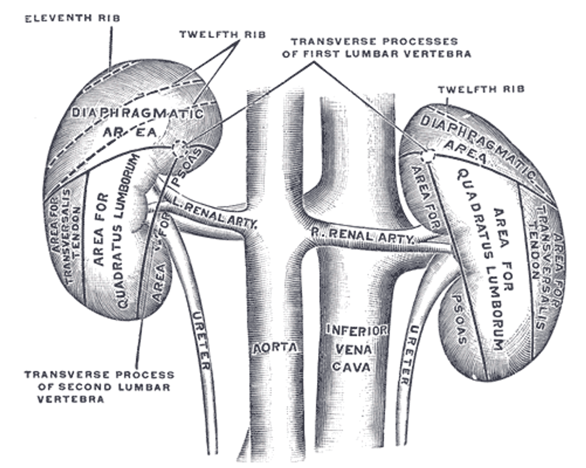  Kidneys    (via Wikipedia)